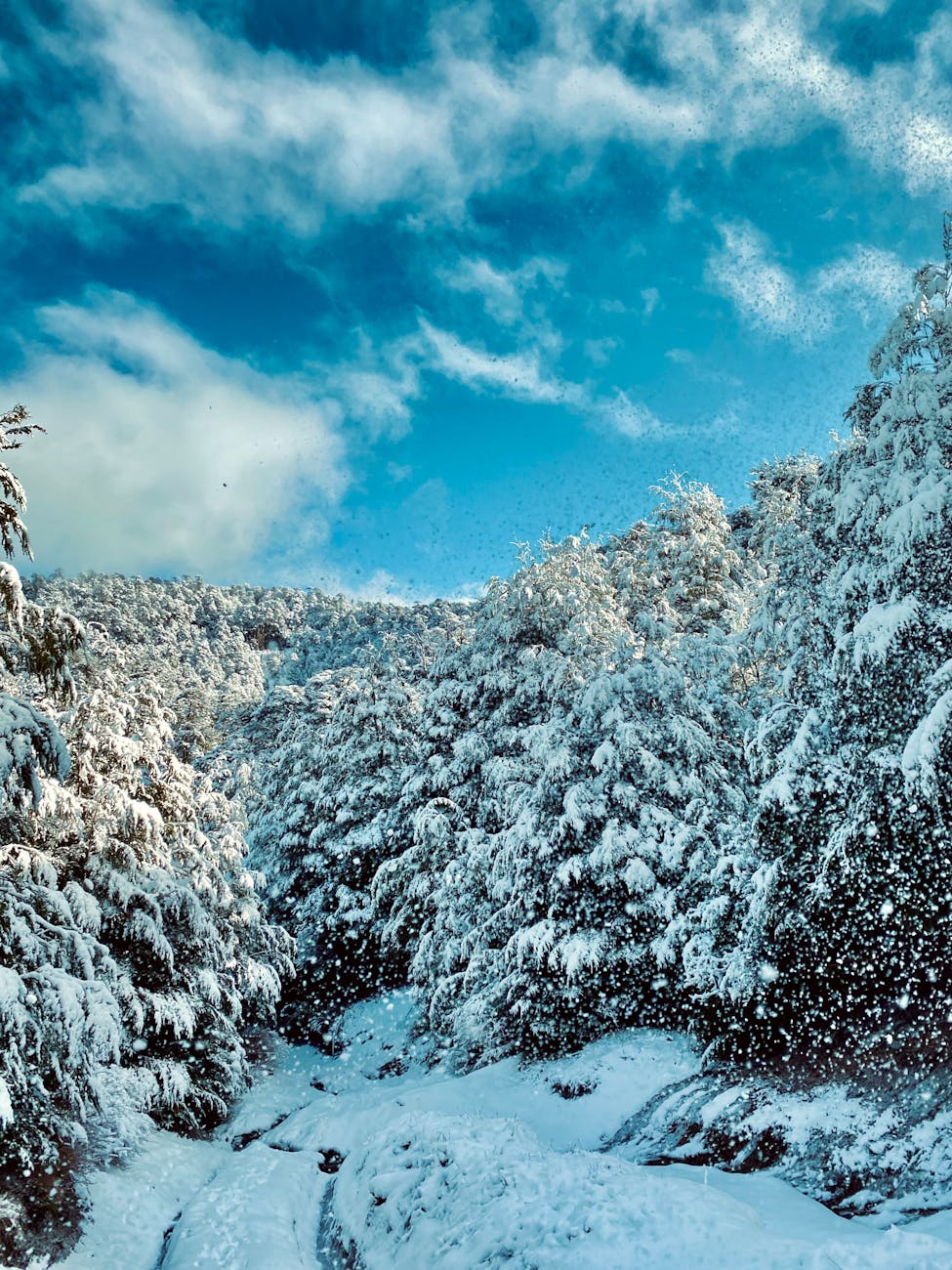 photo of trees covered in white snow